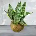 Kokedama Espada De San Jorge