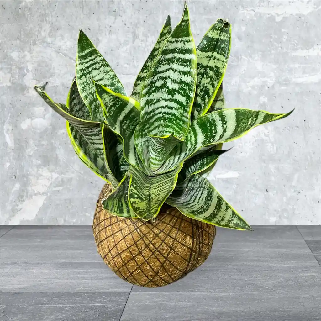 Kokedama Espada De San Jorge