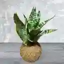 Kokedama Espada De San Jorge