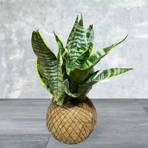 Kokedama Espada De San Jorge