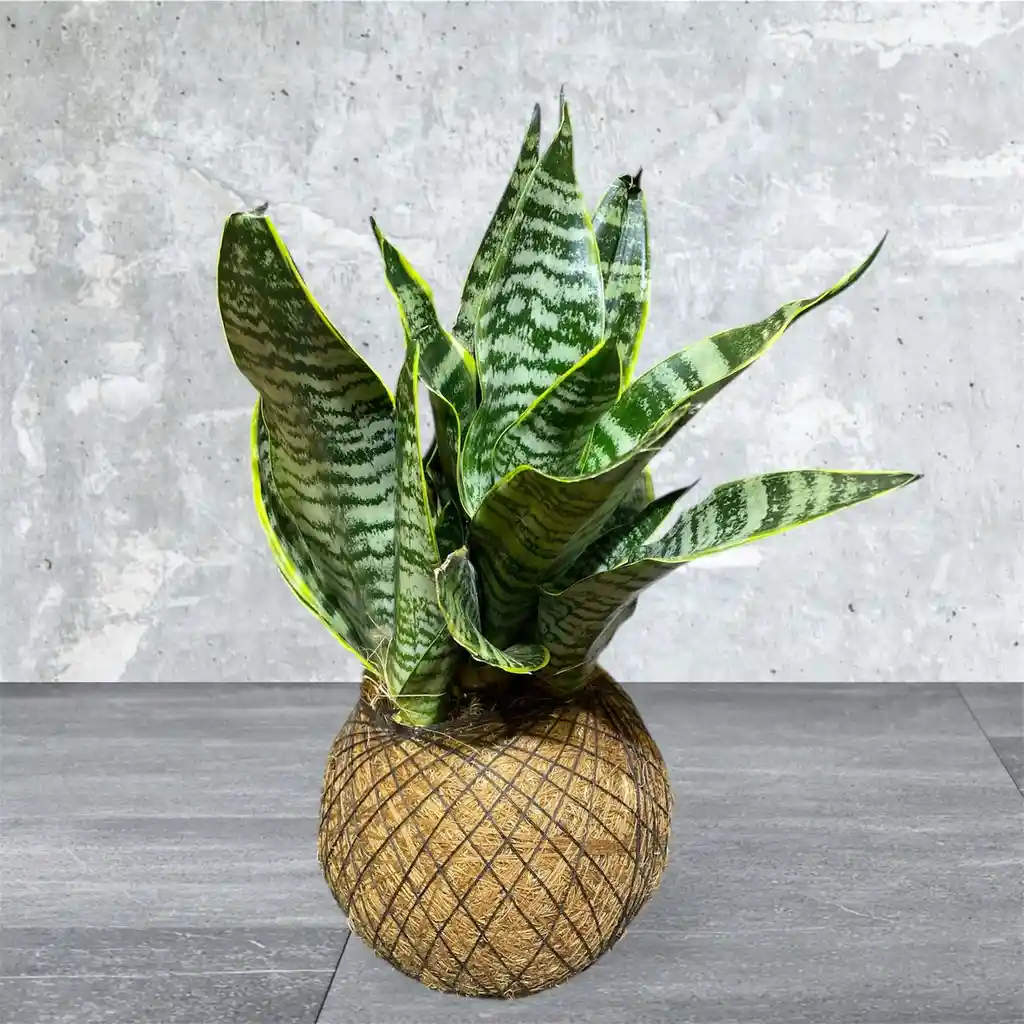 Kokedama Espada De San Jorge