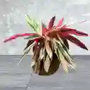 Kokedama Calathea Stromanthe O Triostar