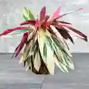 Kokedama Calathea Stromanthe O Triostar