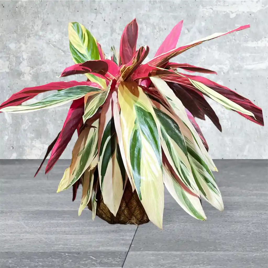 Kokedama Calathea Stromanthe O Triostar