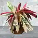 Kokedama Calathea Stromanthe O Triostar