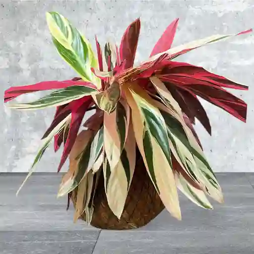 Kokedama Calathea Stromanthe O Triostar