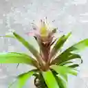 Planta Bromelia Rosa Y Blanca