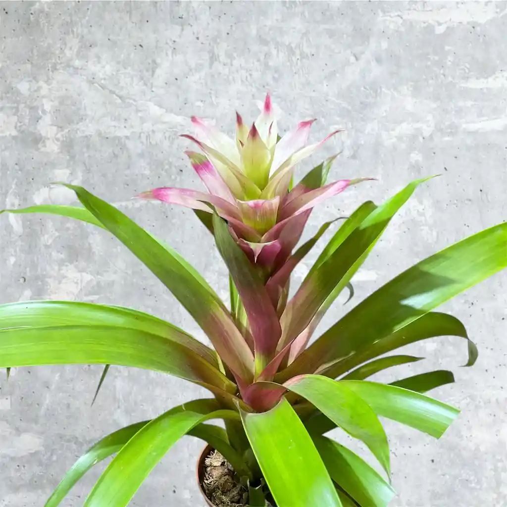 Planta Bromelia Rosa Y Blanca