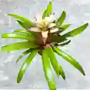 Planta Bromelia Rosa Y Blanca