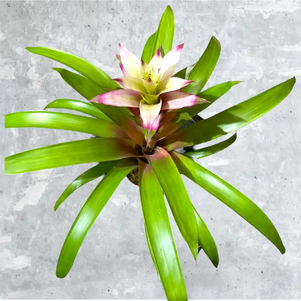 Planta Bromelia Rosa Y Blanca