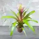 Planta Bromelia Rosa Y Blanca