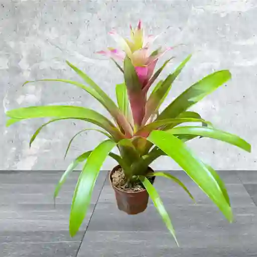 Planta Bromelia Rosa Y Blanca