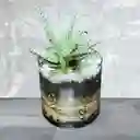 Planta Mini Sabila En Matera De Cristal