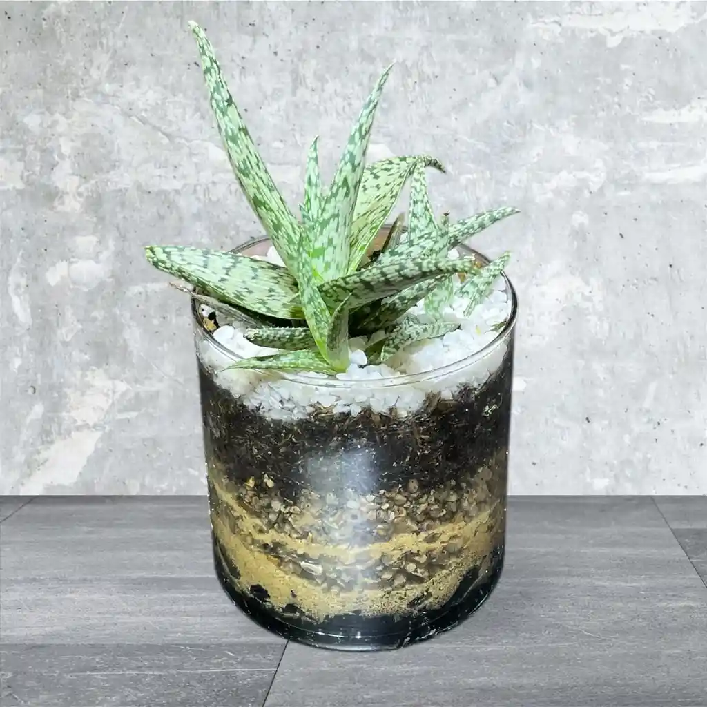 Planta Mini Sabila En Matera De Cristal