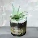 Planta Mini Sabila En Matera De Cristal
