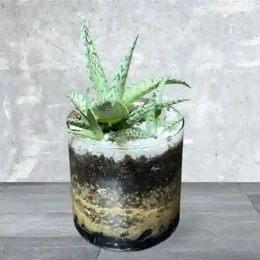 Planta Mini Sabila En Matera De Cristal
