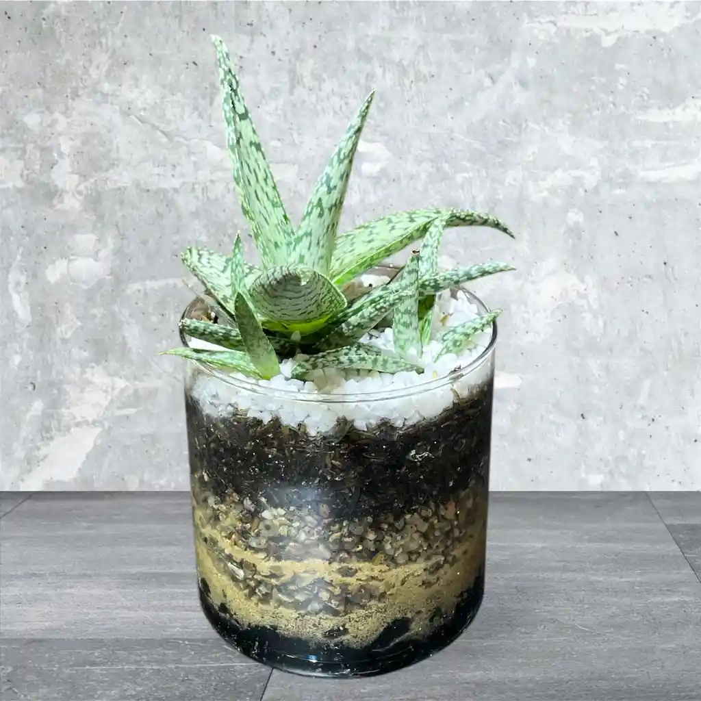 Planta Mini Sabila En Matera De Cristal