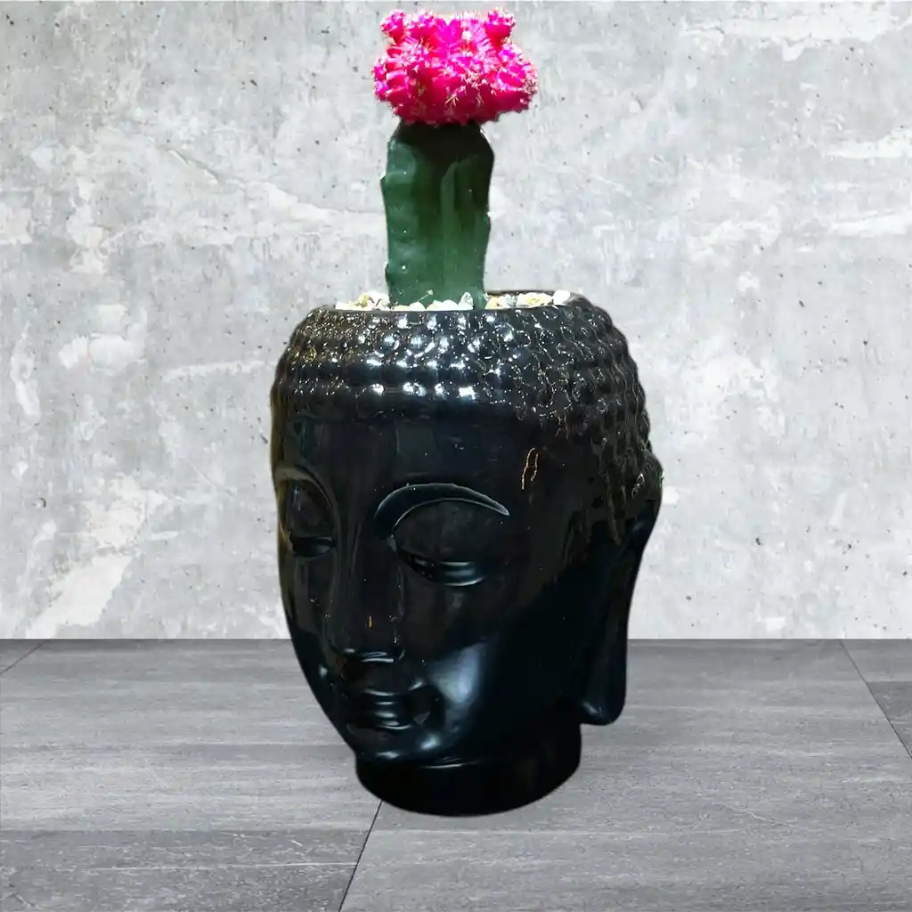 Planta Cactus Coreano Rojo En Madera De Buda