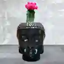 Planta Cactus Coreano Rojo En Madera De Buda