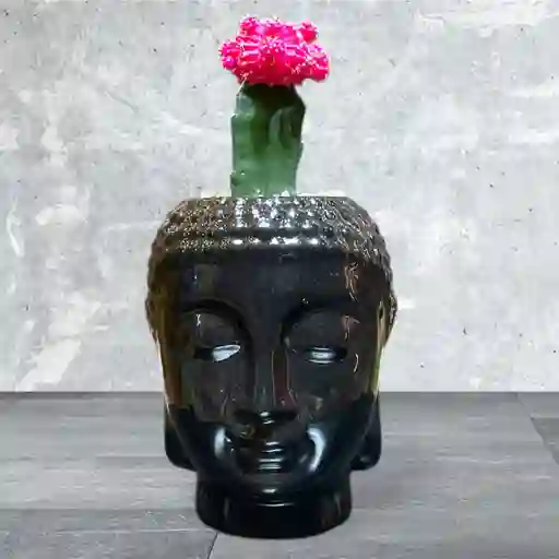 Planta Cactus Coreano Rojo En Madera De Buda
