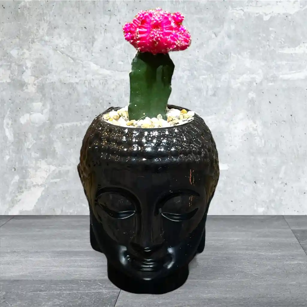 Planta Cactus Coreano Rojo En Madera De Buda