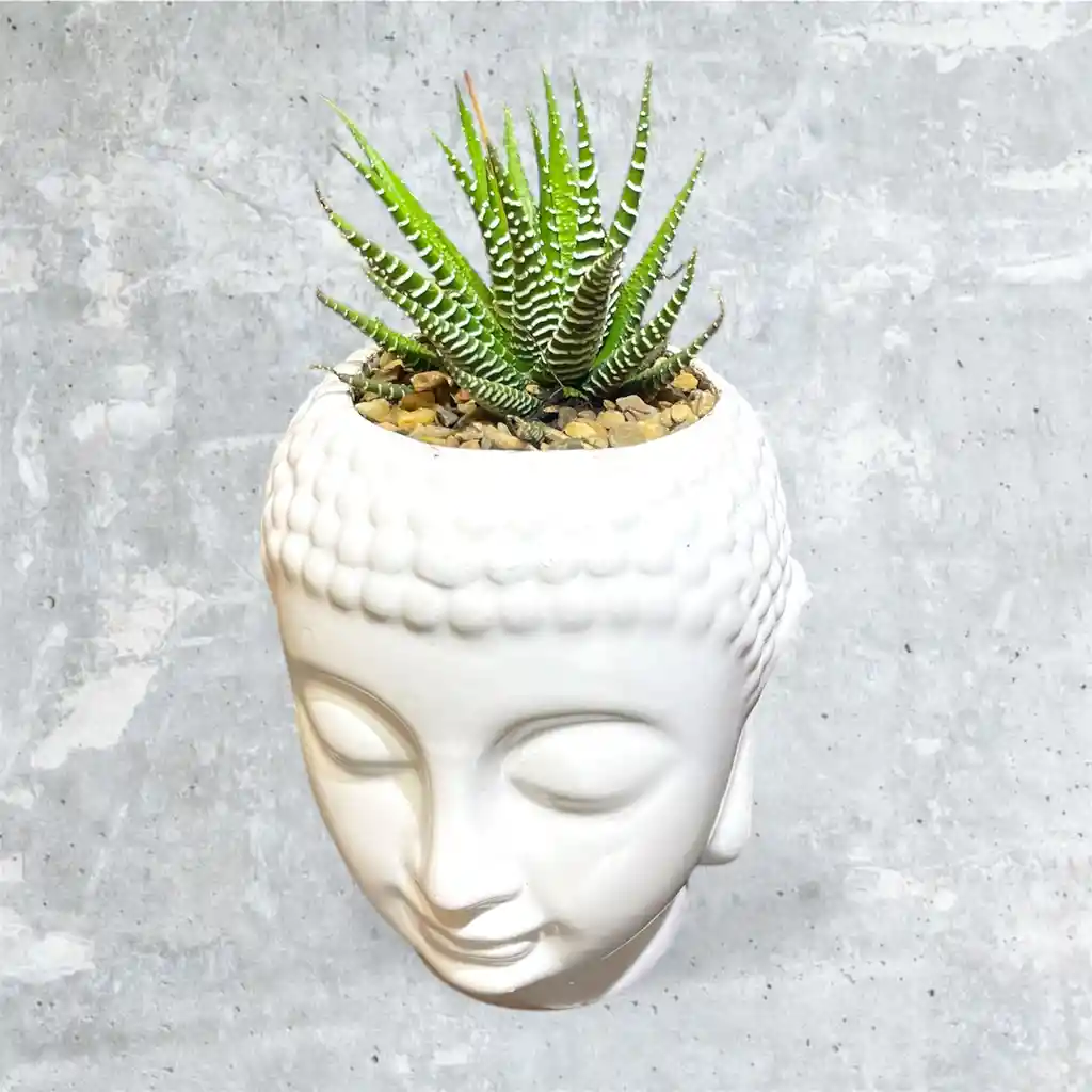Planta Mini Sábila Cebra En Matera Buda