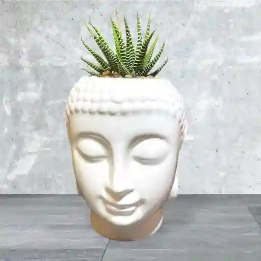 Planta Mini Sábila Cebra En Matera Buda