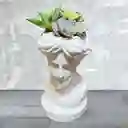 Jardín De Suculentas Rostro De Venus