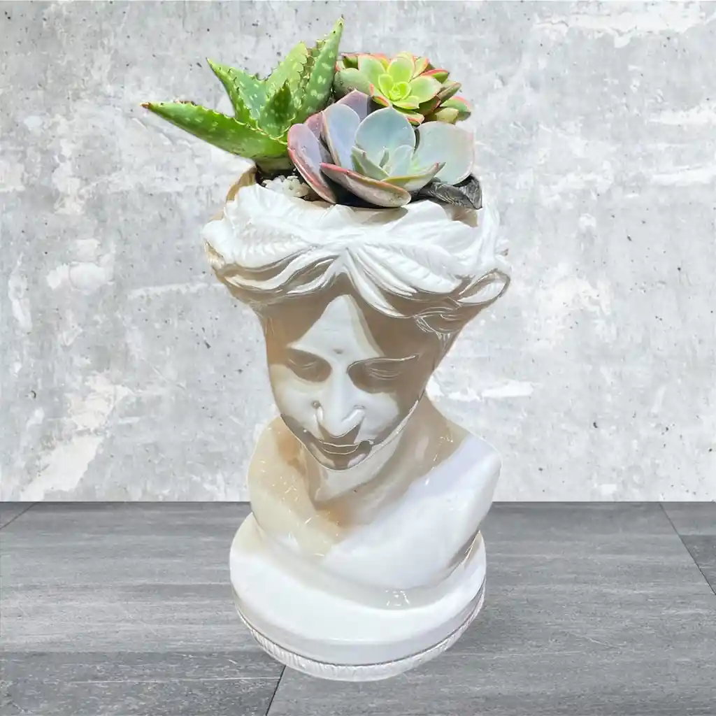 Jardín De Suculentas Rostro De Venus