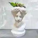 Jardín De Suculentas Rostro De Venus