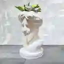 Jardín De Suculentas Rostro De Venus