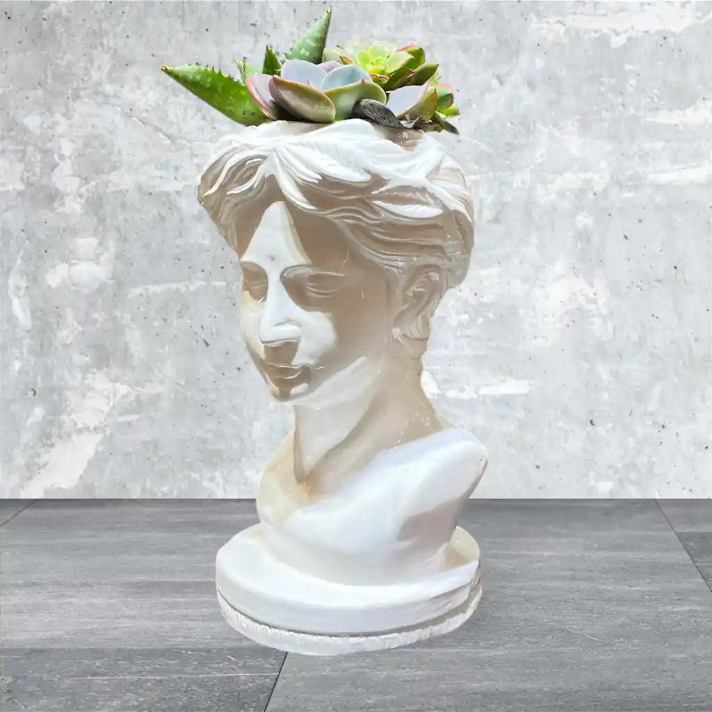 Jardín De Suculentas Rostro De Venus