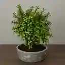 Bonsai Jade De Hoja Pequeña