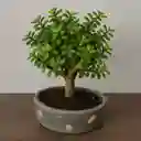 Bonsai Jade De Hoja Pequeña
