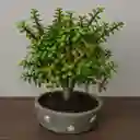 Bonsai Jade De Hoja Pequeña