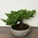 Bonsai Pino Rastrero