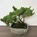 Bonsai Pino Rastrero