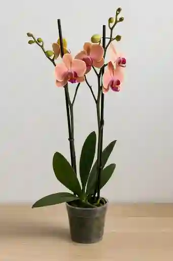 Orquidea Salmon X2 Tallos