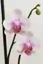 Orquidea Blanca Con Centro Lila X 2 Tallos