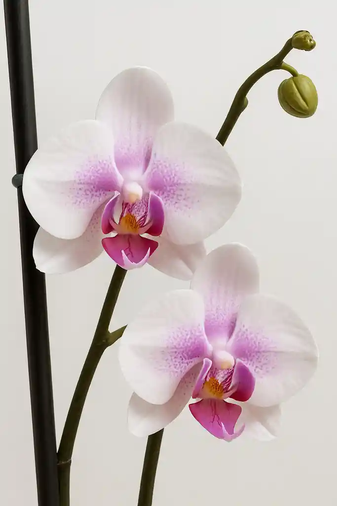 Orquidea Blanca Con Centro Lila X 2 Tallos