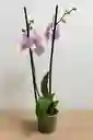 Orquidea Blanca Con Centro Lila X 2 Tallos