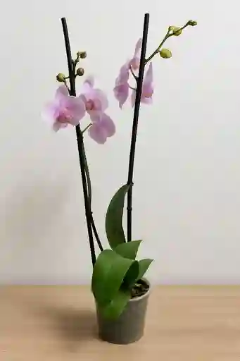 Orquidea Blanca Con Centro Lila X 2 Tallos