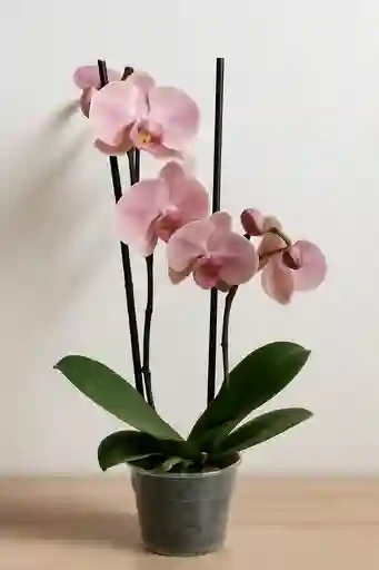 Orquidea Rosa Claro X2 Tallos