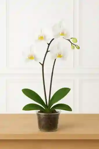 Orquidea Blanca 1 Vara Floral