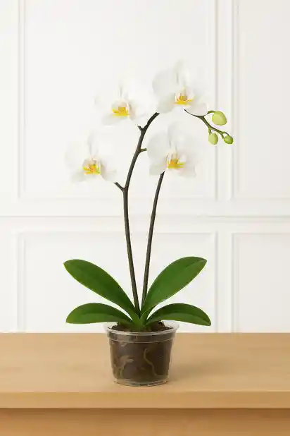 Orquidea Blanca 1 Vara Floral