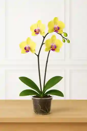 Orquidea Amarilla 2 Varas Florales
