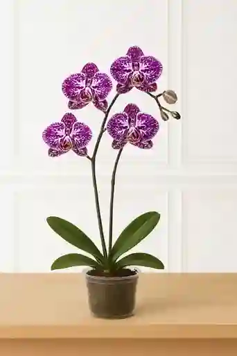 Orquidea Morada Con Pecas Blancas 2 Varas Florales