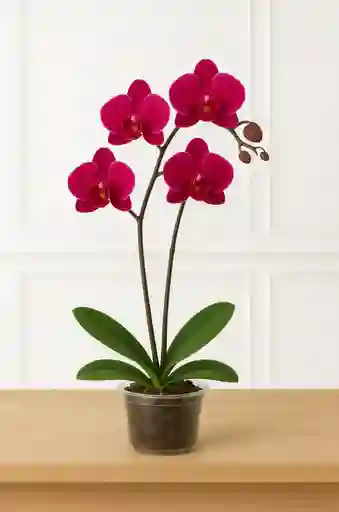 Orquidea Cereza 2 Varas Florales
