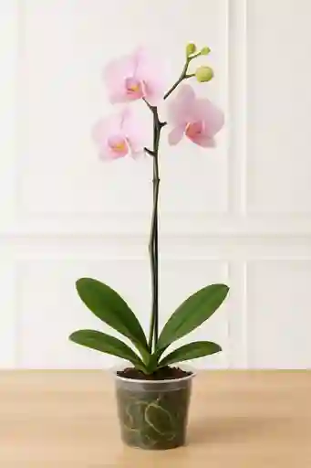 Orquidea Rosa Palido 1 Vara Floral