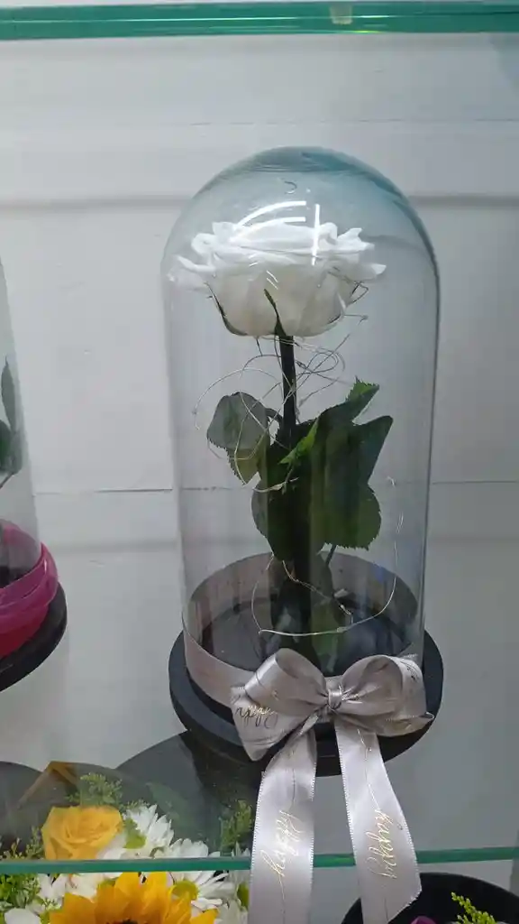 Flor Rosa Presercvada